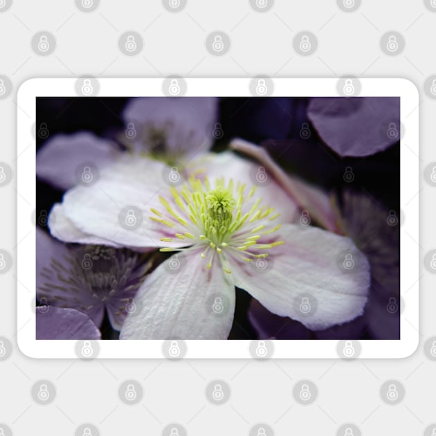 Pink Clematis flower Sticker by InspiraImage